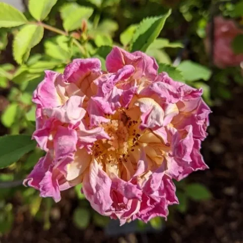 Picture of sunbaked rose petals