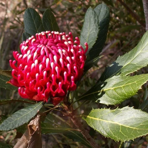 https://en.wikipedia.org/wiki/Waratah#/media/File:Telopea_aspera_inflorescence.JPG