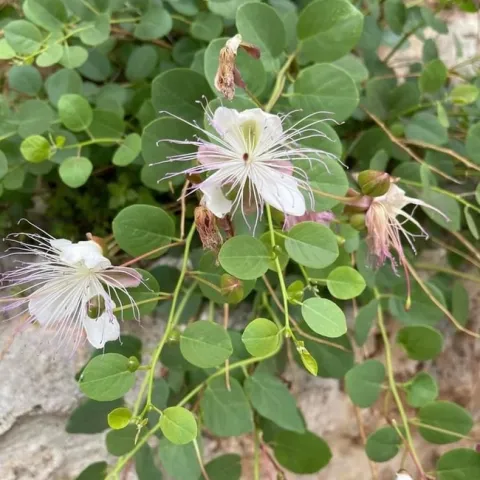 Caper flowers. photos by Cindy Yee
