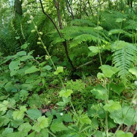 photos by Lanie Keystone