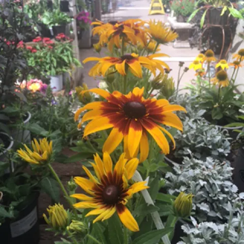 Echibeckia 'Blazing Fire'. photos by Heather Hamilton