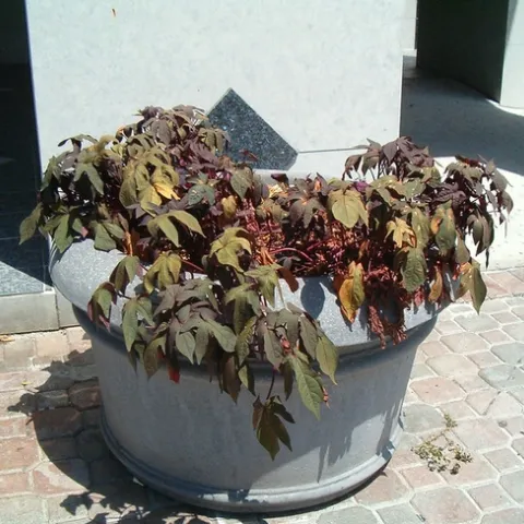 Tis been a cruel summer indeed... by unprose is licensed under CC BY-NC-ND 2.0.