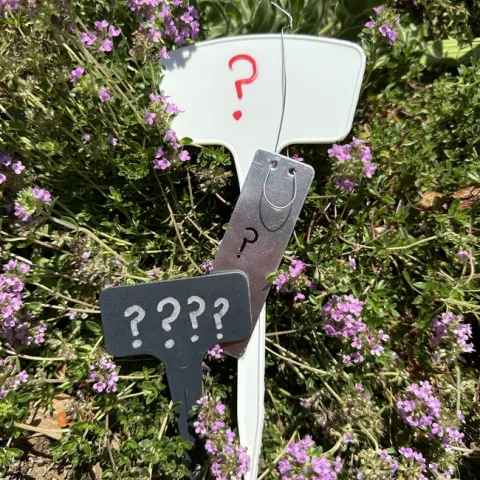 various plant labels, plastic, metal all with question marks on them with a backdrop of a creeping verbena that is purple