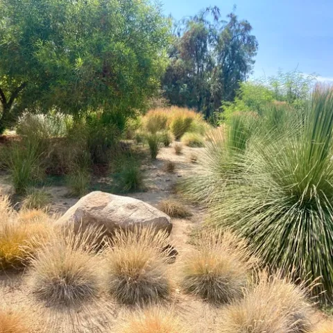 A variety of ornamental grasses.
