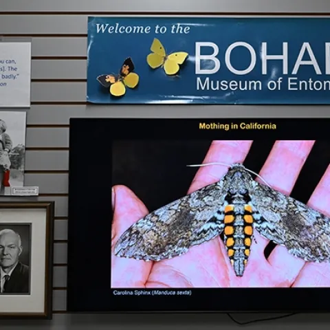 Moth-er scientist Volkmar Heinrich, UC Davis associate professor of biomedical engineering, displayed his images of moths. This is the adult form of the tobacco worm, Carolina sphinx, Manduca sexta.