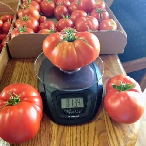 A dozen tomatoes lined up around an old-fashioned scale.