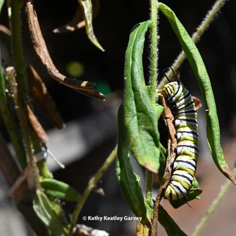 A visitor! A late in-star monarch caterpillar munches on wilting milkweed in a Vacaville garden in triple-temperature conditions. (Photo by Kathy Keatley Garvey)