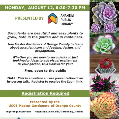 08-12-24-Succulents-AnaheimPL-Zoom