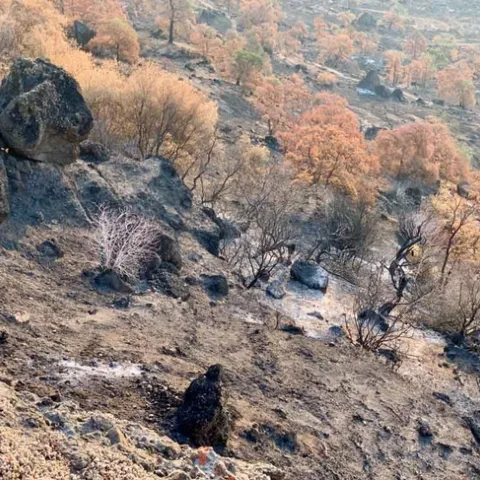 Upper Bidwell Park fire, 2021. Hot fires may result in hydrophobic soils. Laura Kling