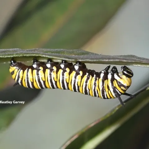 Monarch caterpillar on milkweed in a Vacaville garden. (Photo by Kathy Keatley Garvey)