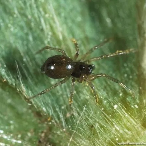 Photo of a Dwarf Spider