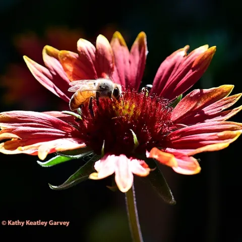A honey bee foraging on Gaillardia during The Golden Hour in a Vacaville garden. (Photo by Kathy Keatley Garvey)