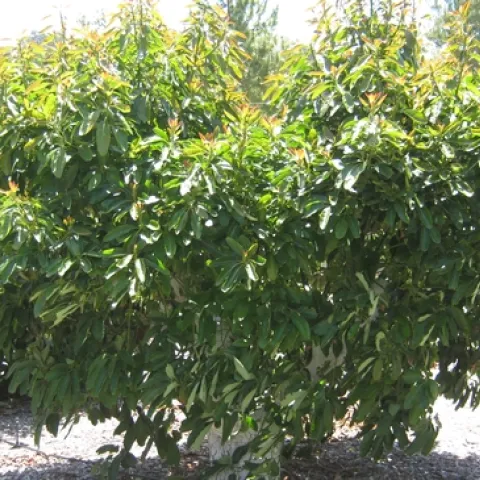 avocado 40 year old scaffolded