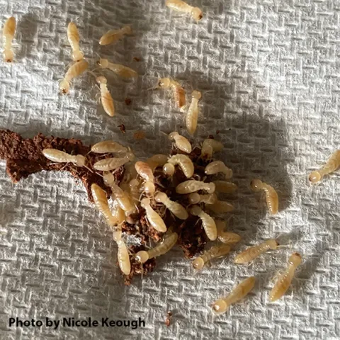 Live termites will be shown by PhD candidate Nicole Keough at The Ethogram outreach program from 2:30 to 4 p.m., Monday, Aug. 19 in the Blanchard Room of the Mary L. Stephens branch of the Davis Library, 315 E. 14th Street, Davis. (Photo by Nicole Keough)