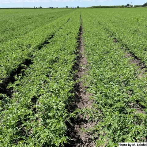 Fig. 1 Garbanzos at flowering.