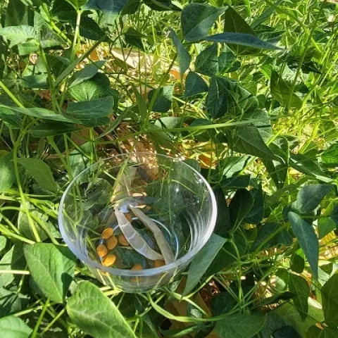 Dried tepary beans and pod in bowl.
