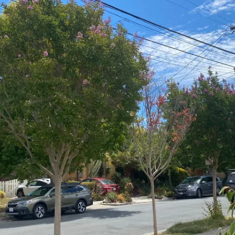 Three crepe myrtle trees, two healthy and one dying