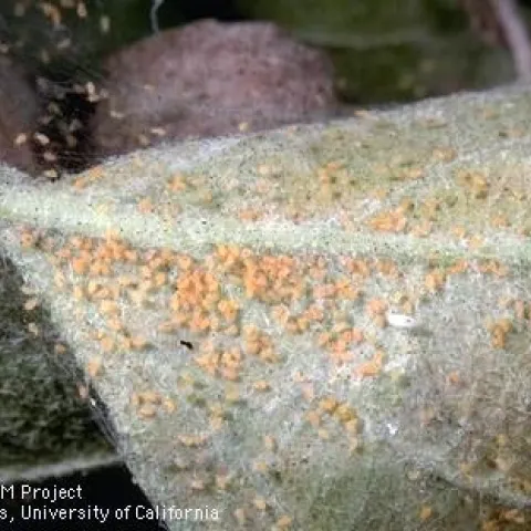 Leaf with webbing covered in tiny orange insects.