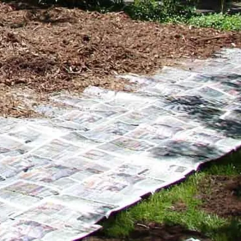Sheet mulching. Eve Werner