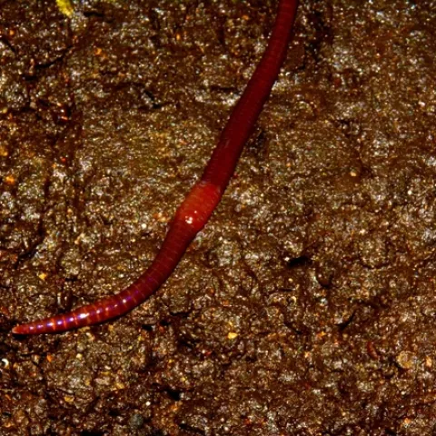 worm-5032596 1280 Pixabay