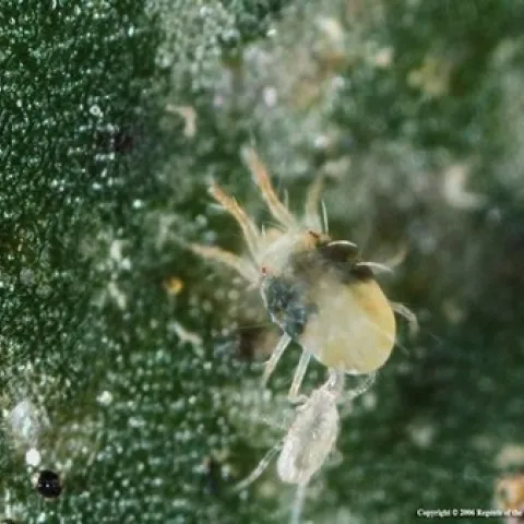 Photo of the Two-spotted spider mite