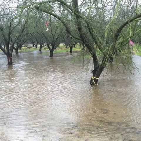 "Para hacer que agricultura sea resiliente ante los riesgos climáticos, necesitamos involucrarnos en soluciones holísticas que integren consideraciones de tipo ambiental, social, económico y de políticas", señaló Tapan Pathak (a la derecha), a quien se observa ajustando los sensores de humedad en un campo de fresas.