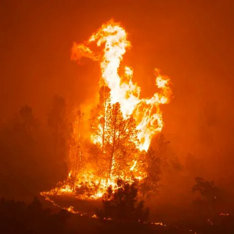 A foothill pine in flames in Cohasset on the first night of the Park Fire. Michael Steinberg