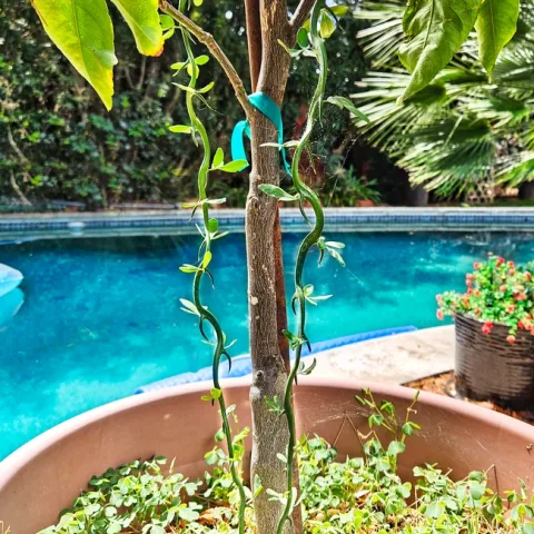 Trifoliate orange sprouts - A. Alvarado