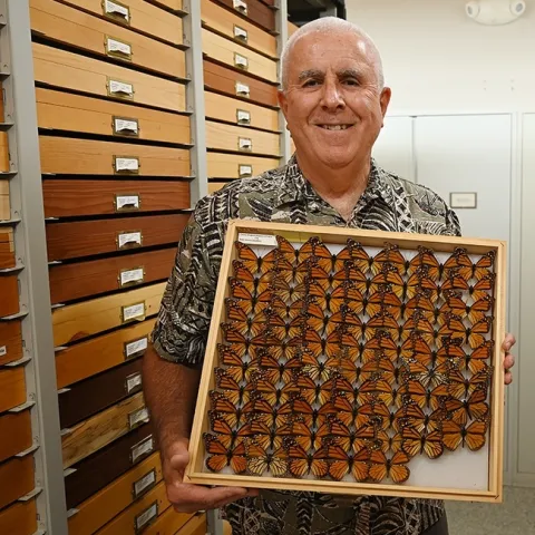 Entomologist Jeff Smith, curator of the Lepidoptera collection at the Bohart Museum of Entomology, with a drawer of monarch specimens. (Photo by Kathy Keatley Garvey)