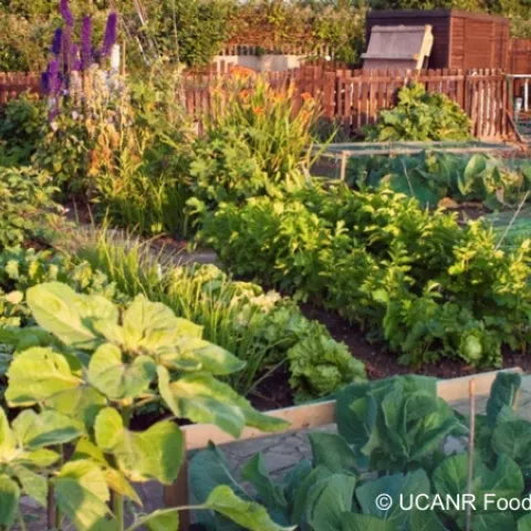Lush vegetable garden