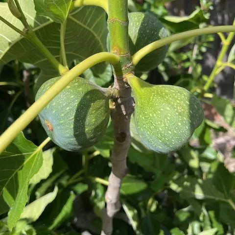 fig tree, Sharon McCray