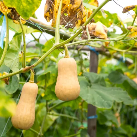 Butternut squash are excellent winter product. Photo courtesy Shutterstock