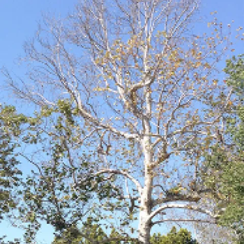 Figure 1. Young branches dying. Photo courtesy of UCANR.
