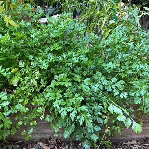 Italian parsley is a popular biennial herb that grows well in sunny, moist garden conditions.