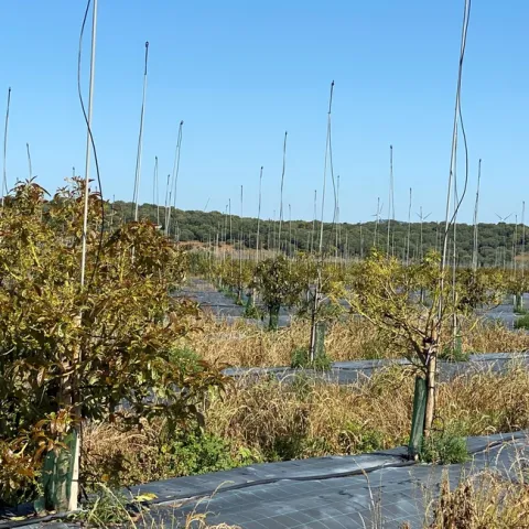 avocado irrigation spaing one per tree (2)