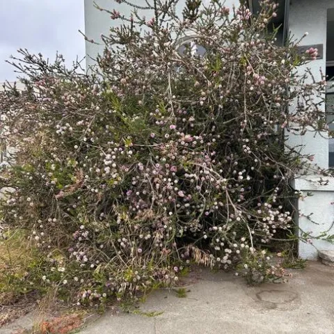 Melaleuca nesophila. photos by Karen Metz