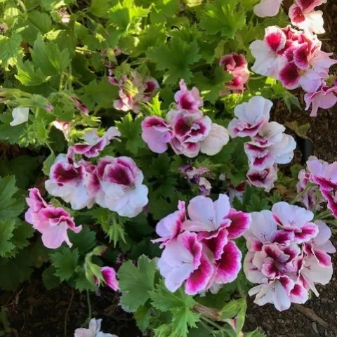 Martha Qashington geranium. photo by Michelle Davis