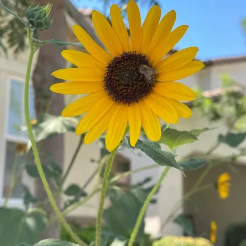 A honeybee rests on a bright yellow petaled sunflower plant.
