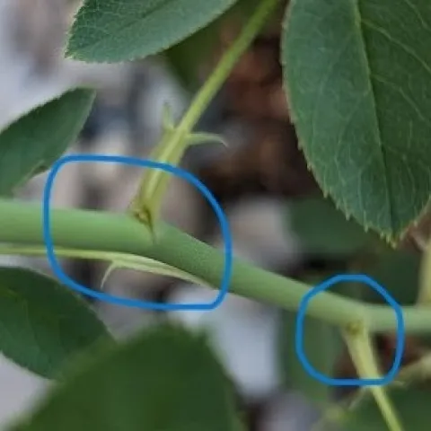 bud union on leaflet picture by D DiNoto