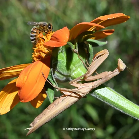 A honey bee forages on a Mexican sunflower, Tithonia rotundifola, as a female praying mantis, Mantis religiosa, perches below. (Photo by Kathy Keatley Garvey)
