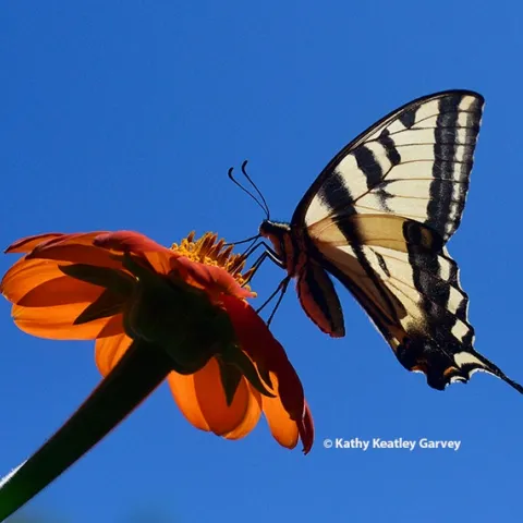 A Western tiger swallowtail lands on a Mexican sunflower and begins to nectar. (Photo by Kathy Keatley Garvey)