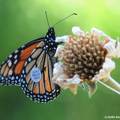 This monarch, tagged and released in Ashland, Ore., on Aug. 28, 2016, touched down in a Vacaville garden on Sept. 6, 2016. It flew 285 miles in 7 days or about 40.7 miles per day, according to WSU entomologist David James. (Photo by Kathy Keatley Garvey)