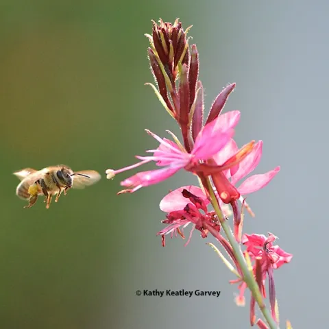 Honey bees will be among the topics at the UC Davis Department of Entomology and Nematology fall quarter seminars. This bee is heading toward gaura in early morning. (Photo by Kathy Keatley Garvey)