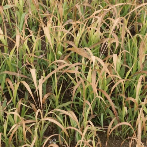 Sudangrass is set back during periods of cold temperatures which limits biomass