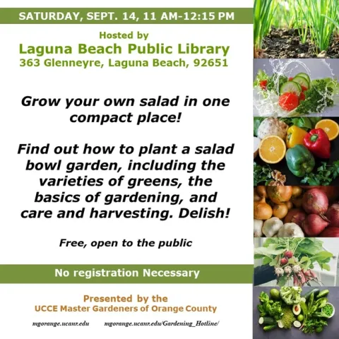 From Garden to Plate: Learn How to Grow a Salad in One Compact Space