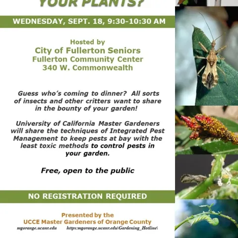 Banish Garden Pests with Eco-Friendly Solutions – Learn How Today