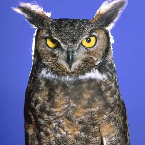 Great Horned Owl. Jack Kelly Clark, UC IPM