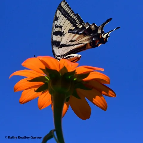 A Western tiger swallowtail, aware that a territorial bee is about to attack, raises its tails to ward off the intruder. (Photo by Kathy Keatley Garvey)