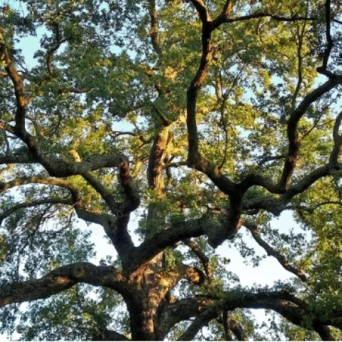 Sacramento Tree Foundation