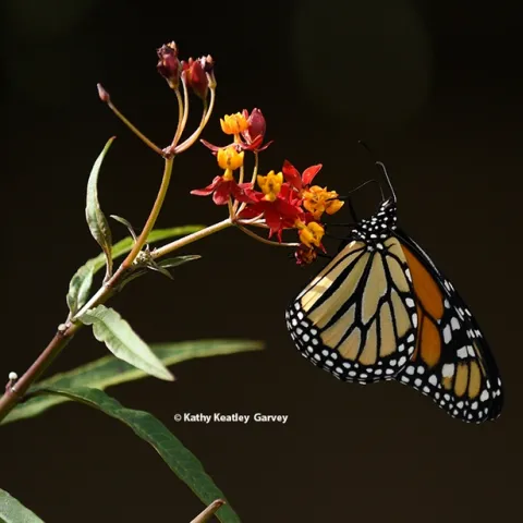 A migrating monarch butterfly stops on Halloween, Oct. 31 to sip nectar from a milkweed in a Vacaville garden. She was on her way to an overwintering site in coastal California. (Photo by Kathy Keatley Garvey)